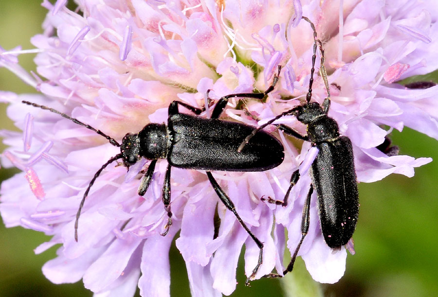 Cerambycidae:  Cortodera holosericea